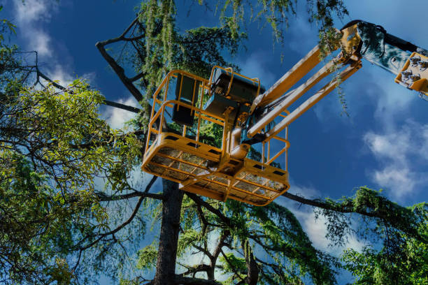 How Our Tree Care Process Works  in  Whitney, SC
