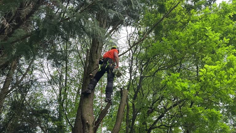 Mulching Services in Whitney, SC