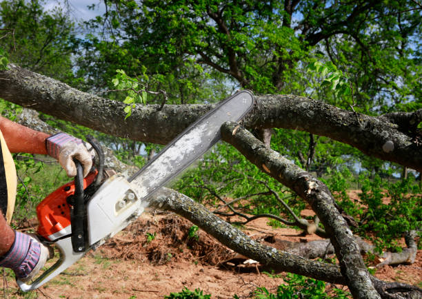 Best Tree Disease Treatment  in Whitney, SC